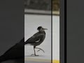 ai effects video creating with myna birds birdsbirds shortvideo fannyvideo funny ai 智能图像处理