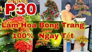 🔴 Cách Nuôi Bông Trang Bonsai P30 | Cách Làm Hoa Bông Trang Nở Ngây Tết  | Cách Làm Hoa Mẫu Đơn Tết