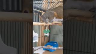 Cute squirrel checking out a real bird nest in Parakeets cage.