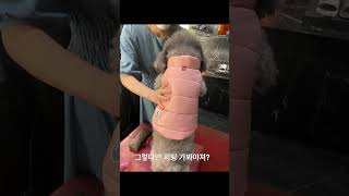 몽클레어에 강아지 패딩이?구경만. ..