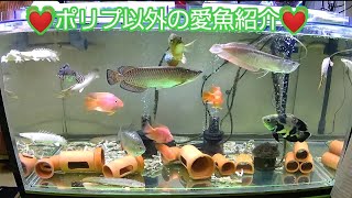 💓ポリプ以外の愛魚紹介💓