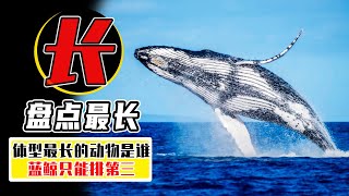 盤點5種體型最長的動物，33米長的藍鯨只排第2，第1名體長120米【小馬哥知識局】