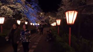 2024.4.7津山さくらまつり（鶴山公園）⑺