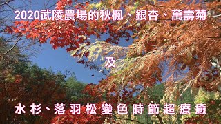 2020武陵農場的秋楓、銀杏、萬壽菊及水杉、落羽松變色時節超療癒