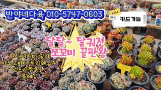 11월11일(판매영상)딸딸 달궈진 쪼꼬미들의 끝판왕~!!반야네 다육을 소개합니다🎉(☎️010  5747 0603) 5만원이상무배