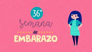 ¡Te presentamos el Dibu 36 del embarazo!