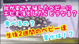 繁殖に成功したベビー達に給餌してみた！