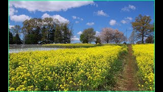 長野飯山🌼菜の花公園さんぽ