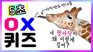 【OX퀴즈】 반전의 연속! 재밌는 스피드 동물퀴즈 #15