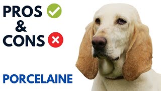 Porcelaine Dog Spaniel Pros and Cons | pɔʁsəlɛn dog Advantages and Disadvantages