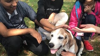 Exchange Students Meet Domesticated Dogs for the First Time