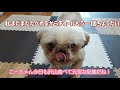 しつこいシーズーを相手にしないペキニーズ ペキニーズ シーズー 犬