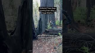 The Tallest Trees In The World Live For Thousands of Years Survive Wildfires - Old Growth Redwoods