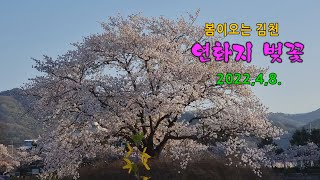 연화지 벚꽃,김천  4k, 8분  2022, 4, 8