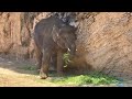 アルンくんの青草をママと仲良くシェア🐘🐘🩷　7月20日 上野動物園　アジア象