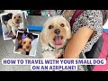 5 Easy Steps to Get You Ready to Travel on a Plane with a Small Dog!