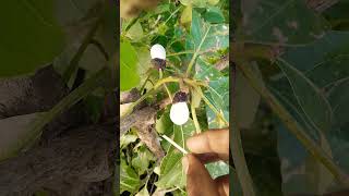 05/11/2023/ayurvedic plantsతెల్ల జీడి గింజల నిజ స్వరూపం || Tella Jeedi Ginjalu Plant || 7666500552