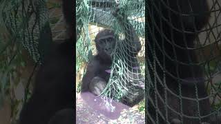 チビゴリラのキンタロウが、こちらを見つめる♪【京都市動物園】 #Shorts