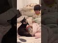 豆柴と2歳息子が仲良しすぎて可愛すぎる【柴犬】 shorts