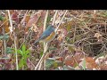 これぞルリビタキ雄成鳥