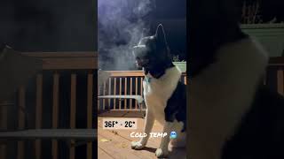 American Akita Amazing  breathing in the cold night #americanakita #akitadog #akita #akitaamericano