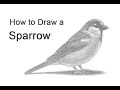 How to Draw a Bird (House Sparrow)