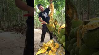 Jack Fruit Flesh And Farm Jackfruit Seeds ~ Eating Jackfruit, Arils And Separating #Shorts EP463