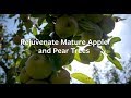 How to rejuvenate mature Apple and Pear trees | Grow at Home | Royal Horticultural Society