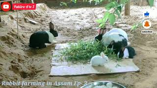 Rabbit farming ।। শহা পহুক কি কি খুৱাব লাগে আৰু কি কি নালাগে।। শহা পহু কʼত বিক্ৰী কৰা হয়।।