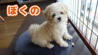 自分用のクッションを買ってもらい嬉しそうな子犬【マルプー子犬】