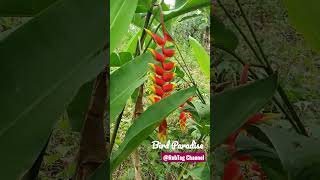 Hanging Lobster Claw | Heliconia Rostrata | Bird of Paradise