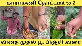 காராமணி விதை முதல் அறுவடை வரை | வெற்றிக்கு காரணம் நீங்க தான்