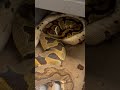 snake breeding locks petsnake snake ballpython reptile ballpythonbreeder