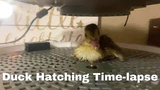 Duck Hatching Time-Lapse