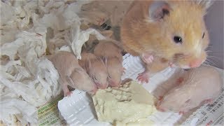 今日の 🐹５人兄弟