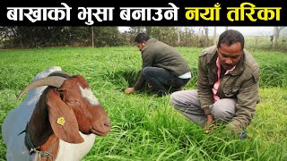 बाख्राको भुसा बनाउने नयाँ र सजिलो तरिका - Bakhrako bhusa banaune naya ra sajilo tarika