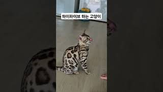 하이파이브 하는 #고양이