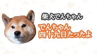 柴犬でんちゃん　四十九日･･･早いね。