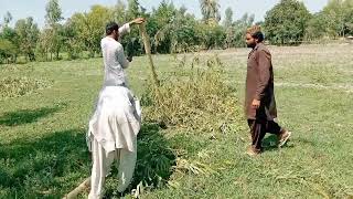 How to cutting Eucluptes Trees Manually | Sufaida Farming in Pakistan | Cutting white trees