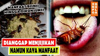 Walau Pun Dianggap Menjijikan, Ternyata Kecoa Punya Peran Penting Loh.