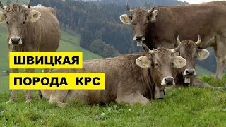 Содержание и Уход за КРС Швицкой породоы | Животноводство | Швицкие коровы |  Скотоводство