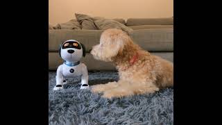 Real Dog Meets Robot Dog 🙃