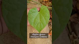 மூலிகை செடிகள் #shorts #SelfSustsainablelife