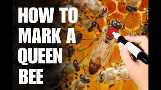 How To Mark A Queen Bee