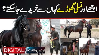 Ache Aur Nasli Horses Kahan Se Buy Kiya Ja Sakte Hain? | Horse Mandi Lahore