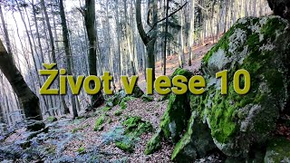 Život v lese 10