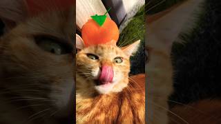 新 火曜サスペンス劇場【茶トラは驚いた❗️】　#ねこ #ねこ動画 #火曜サスペンス劇場