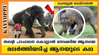 പാപ്പാനെ രക്ഷിക്കാൻ പോരിനിറങ്ങിയ ആനയുടെ കഥ | chemboothra devidasan | full story | ചെമ്പൂത്ര ദേവീദാസൻ