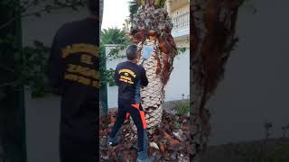 Cepillado De Palmera JARDINERÍA EL-ZAGAL 649300139