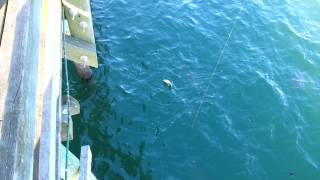 3 Sharks Attack Sting Ray off Myrtle Beach Pier